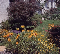 פריחה עליזה (בחזית- רודבקיה שעירה) ומדשאות קטנטנות בכניסה לבית
