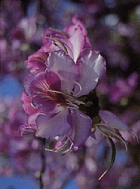 בפרח הבוהיניה המגוונת ניתן להבחין בעלי המעוקל, ובאבקנים ועלי הכותרת הוורודים שסביבו