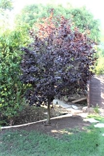 IMG_2922 (002).jpeg